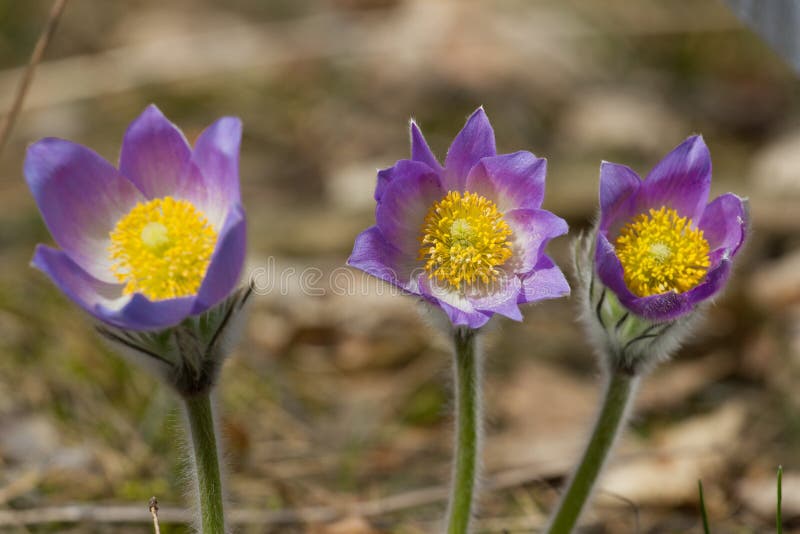 Anemone Pulsatilla С†РІРµС‚РѕРє