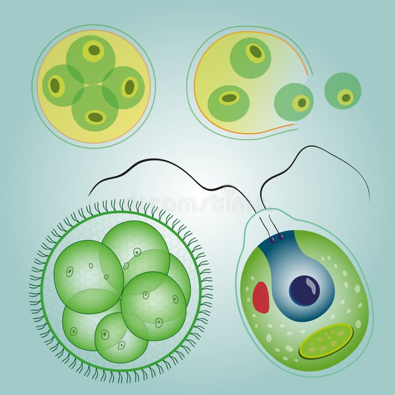Развитие одноклеточных водорослей. Одноклеточная водоросль хламидомонада. Хламидомонада и хлорелла. Одноклеточная водоросль хлорелла. Хлорелла и вольвокс.