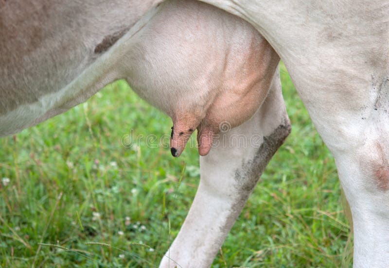 Вымя лошади картинки