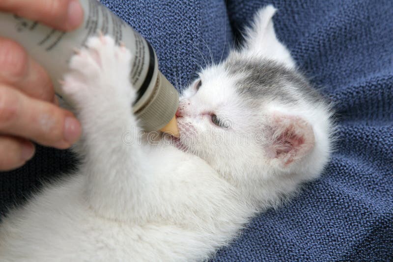 Котенок пьет из бутылочки. Котенок пьет молоко из бутылочки. Молоко для котят. Котик пьющий из бутылочки. Сонник кормить котят
