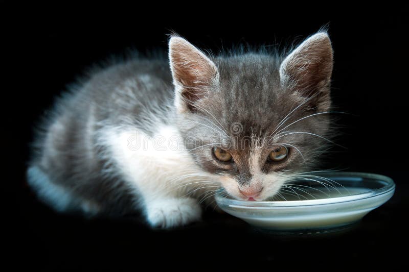 Кот лакает молоко из блюдца. Котенок пьет молоко из блюдца. Киска в молоке. Котенок пьет из ложки.