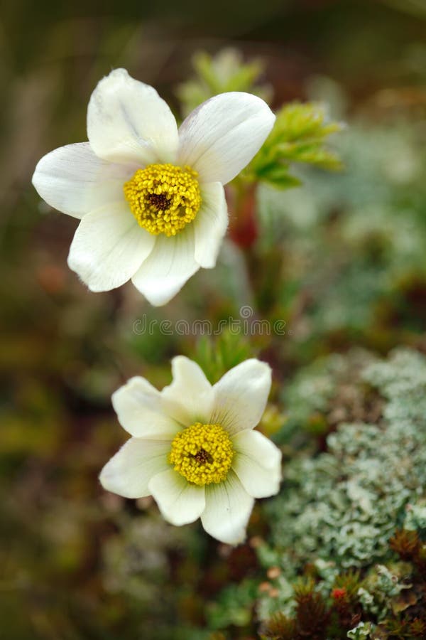 Anemone Pulsatilla С†РІРµС‚РѕРє