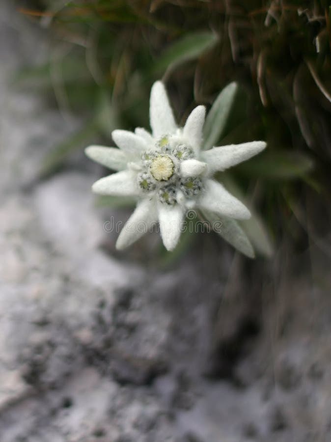 Эдельвейс Leontopodium alpinum May Snow