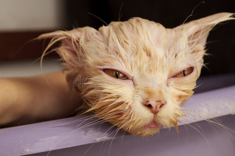 Angry wet Kitten in a Towel.