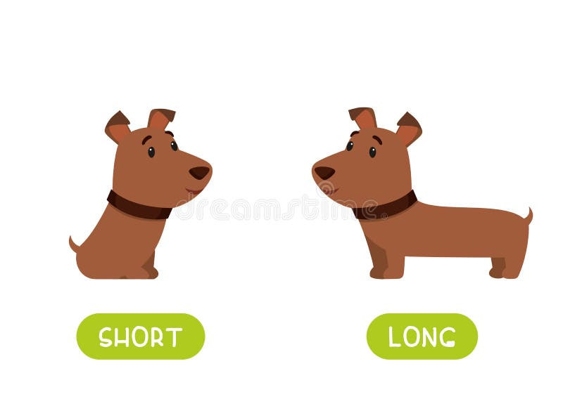 Ronda s dog is not long. Long short рисунок. Long short Dog. Картинки long short. Long Dog картинка для детей.