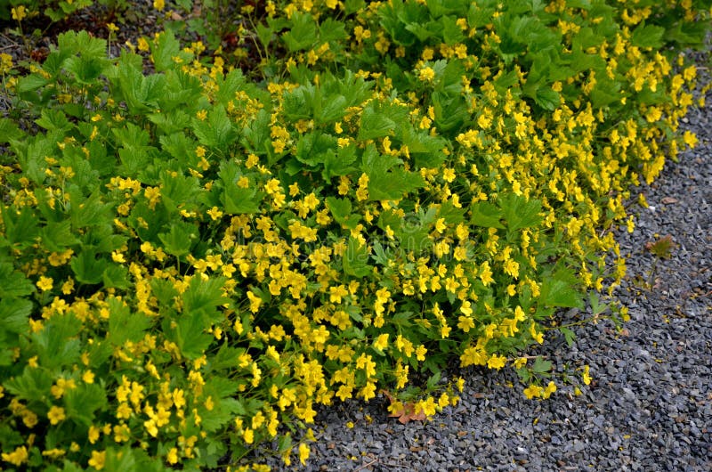 Как выглядит растение вальдштейния