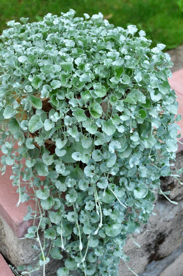 Лиана дихондра ампельная комнатная