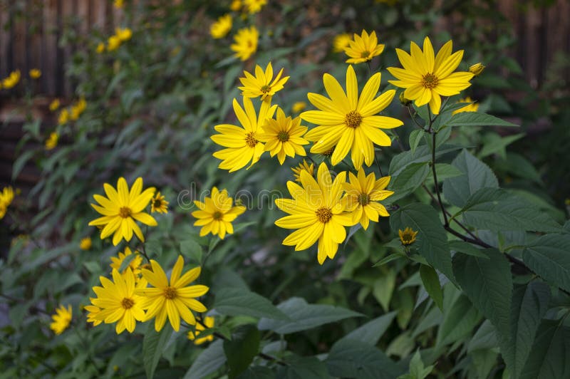 Helianthus giganteus