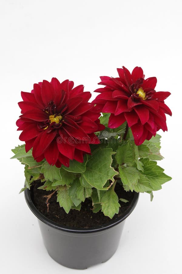Dahlia Crimson