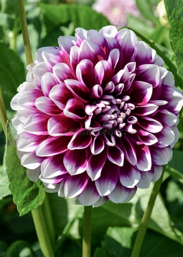 Георгин Dahlia Seeds