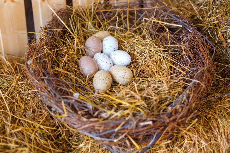 К чему снится куриное гнездо. Куриные яйца в гнезде. Домашние яйца в гнезде. Декоративные цыплята в гнезде. Большое куриное яйца в гнезде.
