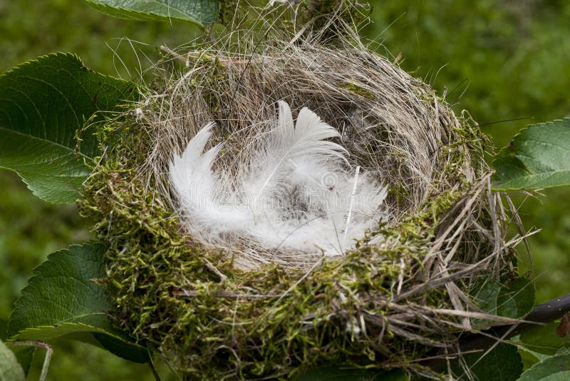 Настала пора гнездышко выстилать. Гнездо гнездо зарянки. Гнездо с пухом. Гнездо с перьями. Гнездо из мха.
