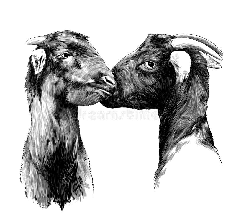 Kiss the goat. Пацан и коза лбами. Goat boy.