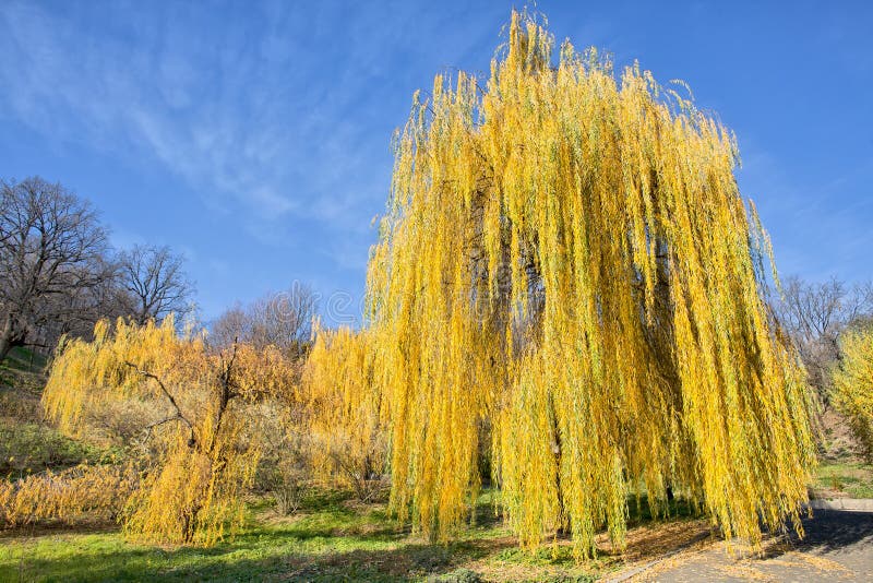 Golden branches of weeping willow Золотые ветви плакучей ивы - Steemit