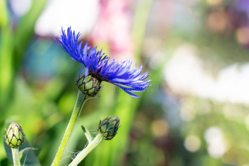 Cornflower Blue С†РІРµС‚