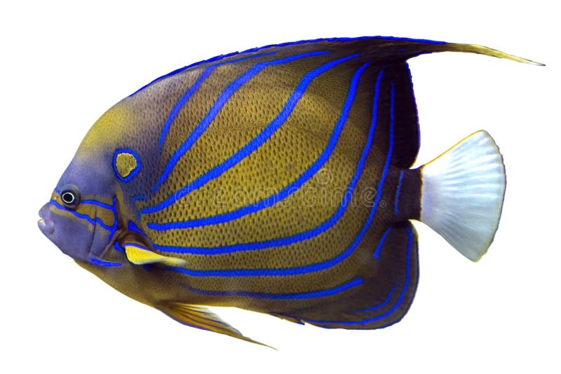 Голубые Annularis Pomacanthus Angelfish кольца изолированные на белом фоне.  Стоковое Фото - изображение насчитывающей море, король: 174103536