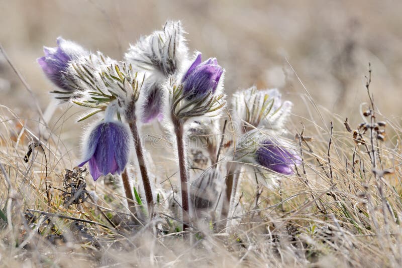 Anemone Pulsatilla С†РІРµС‚РѕРє