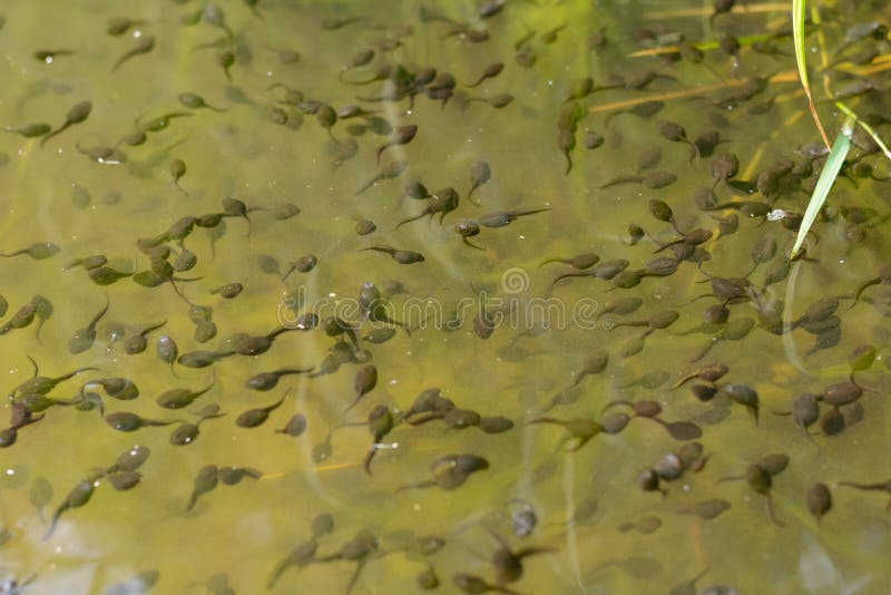Tadpoles Tadpoles at Trustom Pond National Wildlife Refuge. Flickr