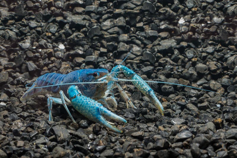 Кубинский рак. Procambarus Cubensis. Голубой Омар. Голубой кубинский. Карликовый КАМБЕРЕЛЛУС диминутус синий.