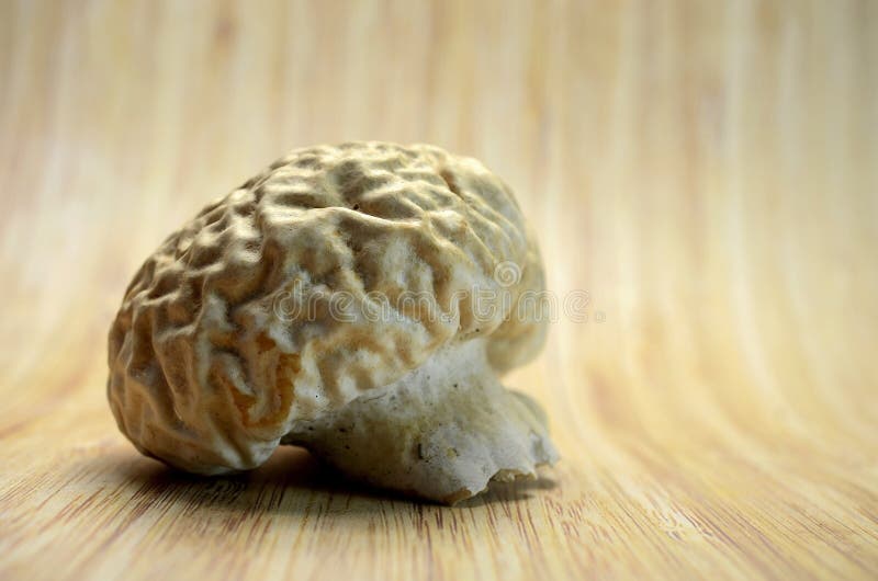Гриб для мозга. Белые пористые грибы для мозга. Деревянный мозг.