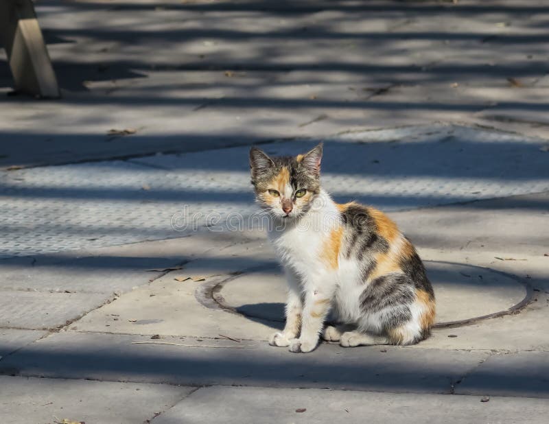 грязная кошка котенок на улицах Стоковое Фото - изображение насчитывающей  кочевать, любимчик: 251607344