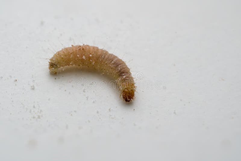 Early Season Pests of Corn Crop Science US