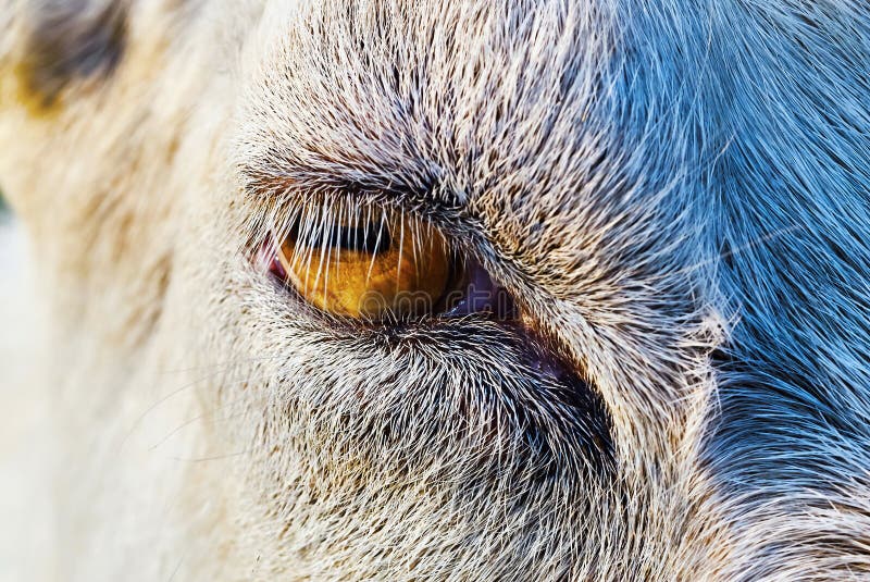 Глаза козы зрачок крупным планом