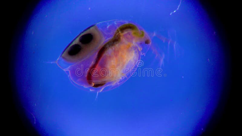 дафния планктонная