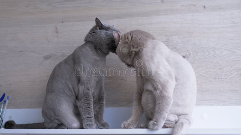 две британские шорн домашние кошки лизать друг друга языками заботиться о  мехе сток-видео - Видео насчитывающей великобританское, млекопитающее:  223505169