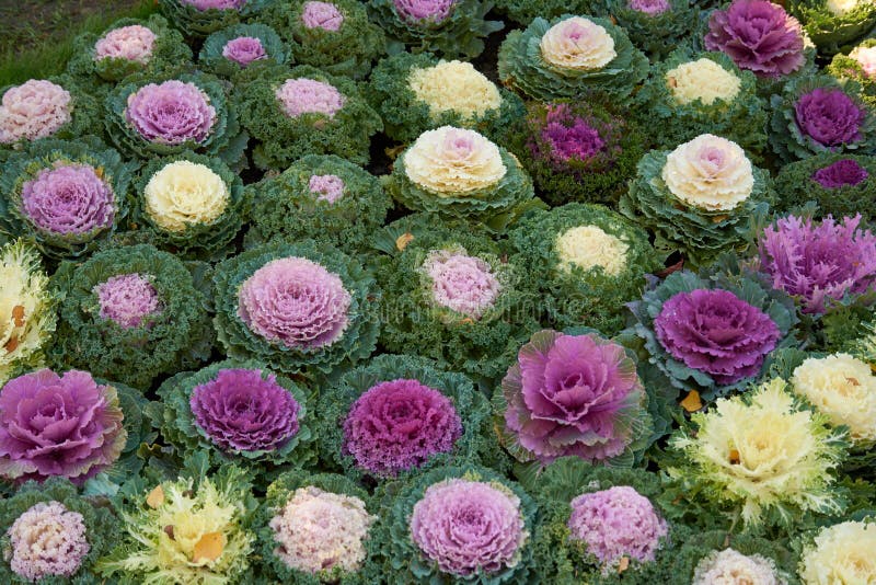 Декоративная капуста Brassica oleracea