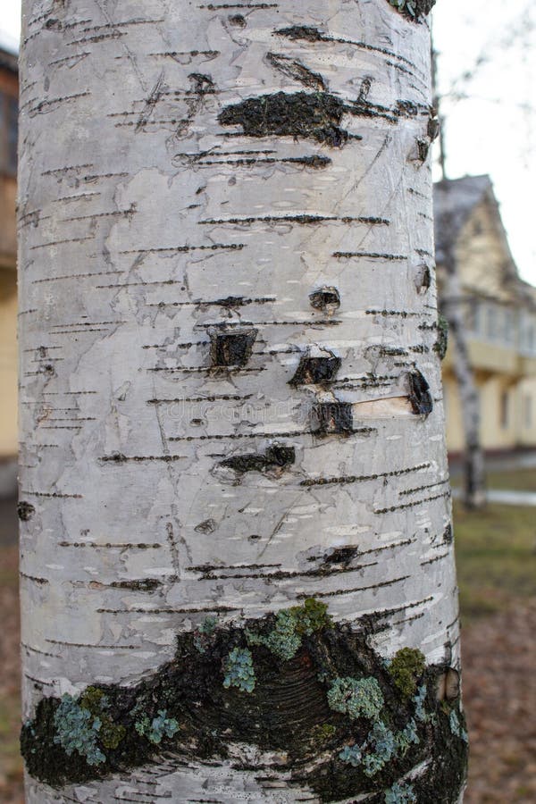 Закрыли березку. Birch Bark. Березовые крупноколотые( пополам).