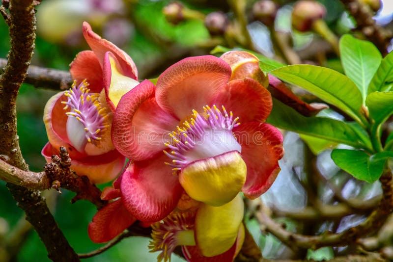 Couroupita guianensis С†РІРµС‚РѕРє