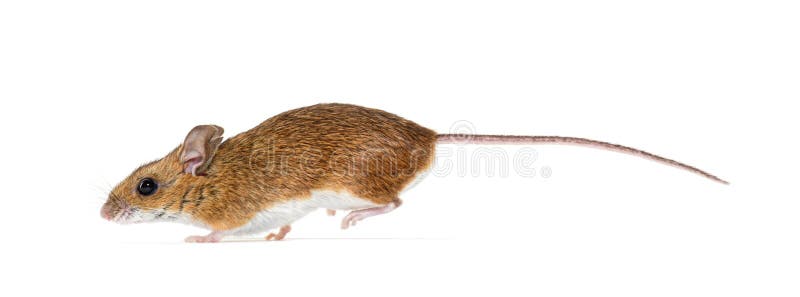 Полевая мышь убегает. Полевая мышь. Мышь без хвоста. Картинка мышь без хвоста. Полевая мышь без хвоста фото.