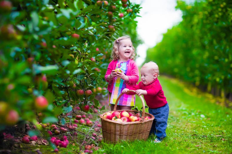  Дети выбирая свежее яблоко на ферме стоковое фото rf