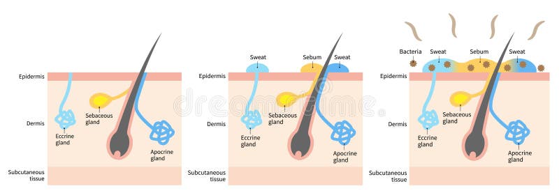 Апокринные потовые железы. Болезни волос сальных и потовых желез. Sweat Glands. Дыхание всеми порами кожи у человека. Запах железа носу железы