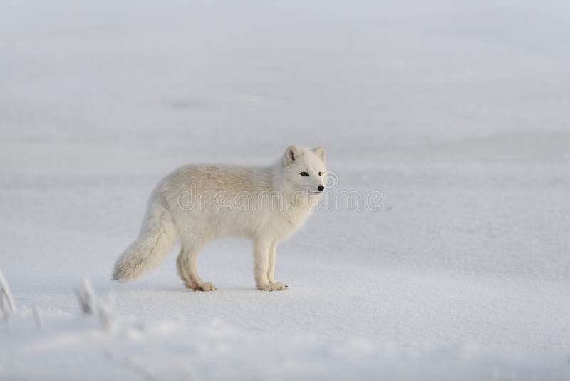 Nord vulpes на севере быть. Nord vulpes на севере быть. Песец таймыр. Норвежский песец. Тундровый песец.