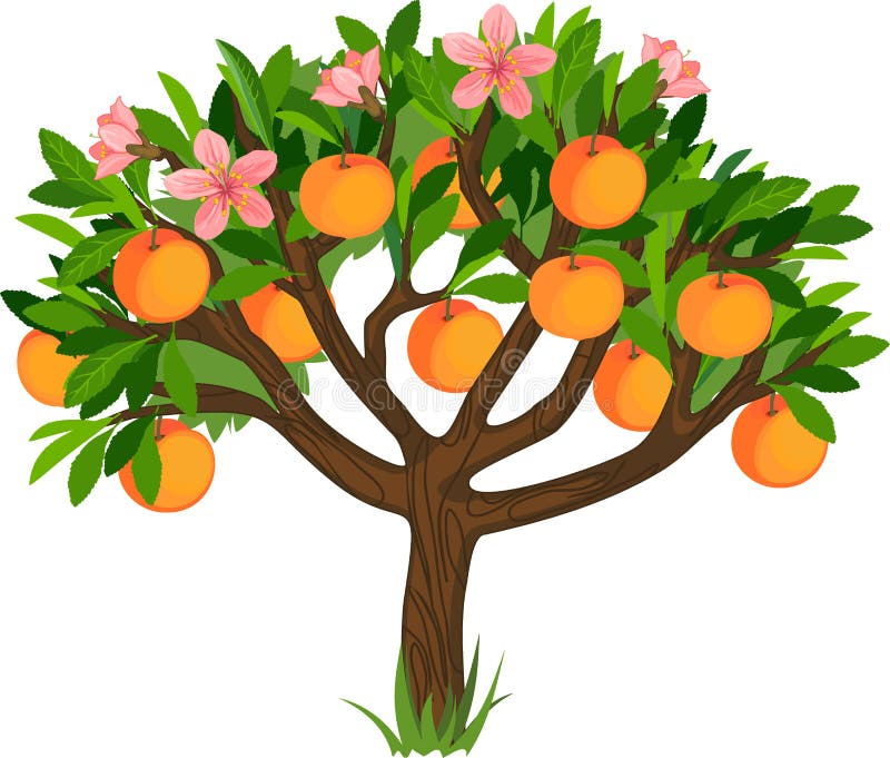 Peach Tree Stock Illustrations 4 774 Peach Tree Stock Illustrations Vectors Clipart Dreamstime Peach Tree Stock Illustrations 4 774 Peach Tree Stock Illustrations Vectors Clipart Dreamstime