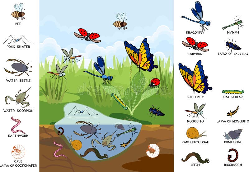 Ecosystem of Pond. Puzzle with Insects and Other Invertebrates Animals in  Their Natural Habitat Stock Vector - Illustration of environment, fauna:  201561907