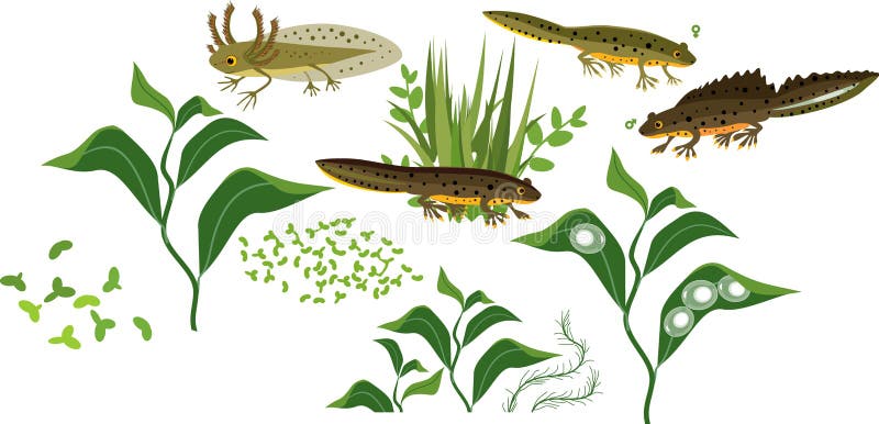 Set of Green Aquatic Plants and Different Stages of Crested Newt Life Cycle Stock Vector - Illustration of green, lifecycle: 203321394 Set of Green Aquatic Plants and Different Stages of Crested Newt Life Cycle Stock Vector - Illustration of green, lifecycle: 203321394