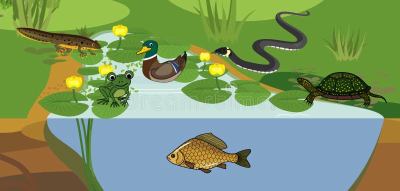 Среды обитания животных плакаты. Экосистема пруда. Биотоп рисунок. Плакат среда обитания животных высокое качество.