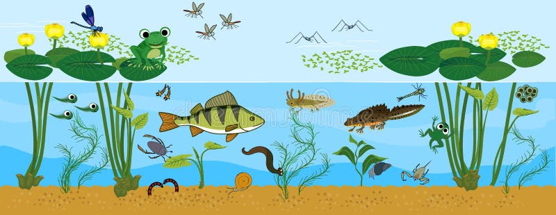 Draw the Pond Ecosystem Worksheet (teacher made) - Twinkl