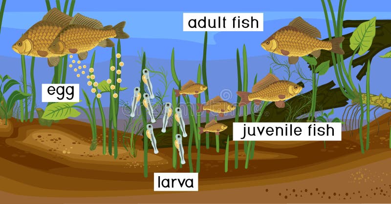Freshwater Ecosystem Stock Illustrations – 597 Freshwater Ecosystem Stock Illustrations, Vectors & Clipart - Dreamstime Freshwater Ecosystem Stock Illustrations – 597 Freshwater Ecosystem Stock Illustrations, Vectors & Clipart - Dreamstime