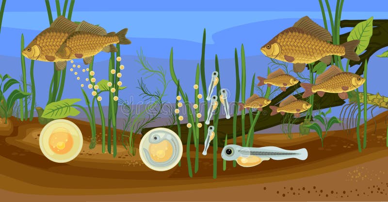 Freshwater Ecosystem Stock Illustrations – 597 Freshwater Ecosystem Stock  Illustrations, Vectors & Clipart - Dreamstime