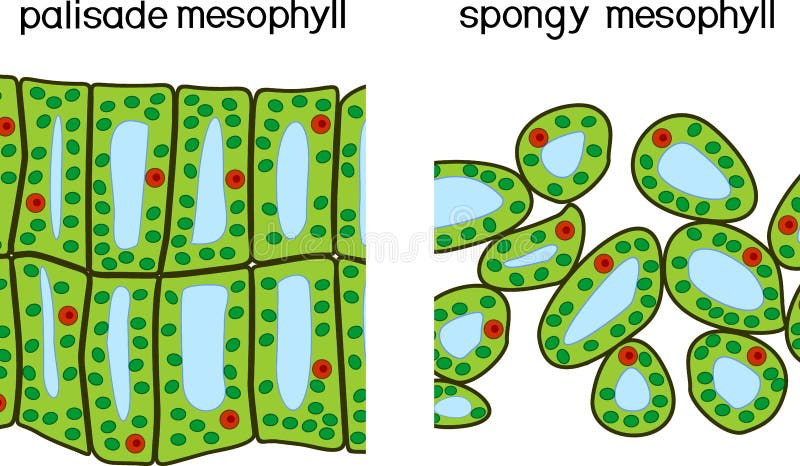 Mesophyll Stock Illustrations – 63 Mesophyll Stock Illustrations, Vectors &  Clipart - Dreamstime