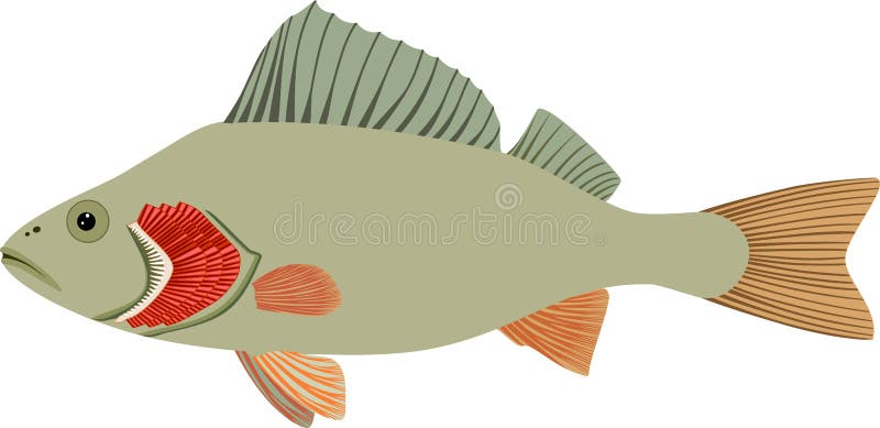 Gills Stock Illustrations – 3,934 Gills Stock Illustrations, Vectors &  Clipart - Dreamstime