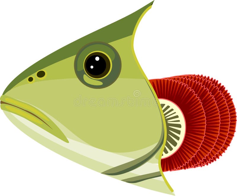 Fish Gill Anatomy Stock Illustrations – 21 Fish Gill Anatomy Stock  Illustrations, Vectors & Clipart - Dreamstime