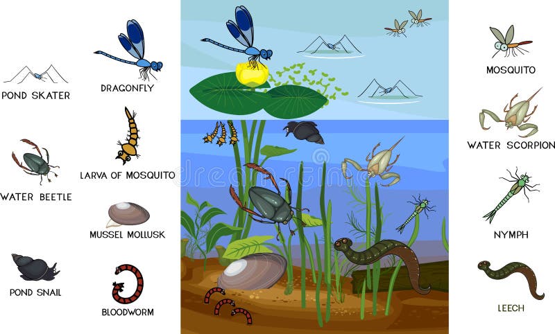 An Ecosystem Under the Pond Stock Vector - Illustration of ground ...