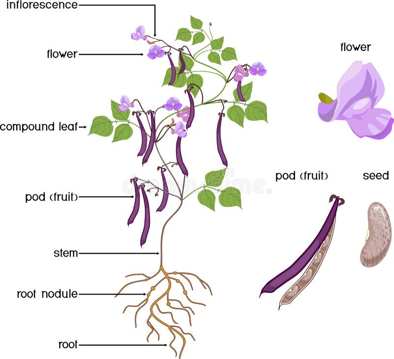 Bean Plant Diagram For Kids