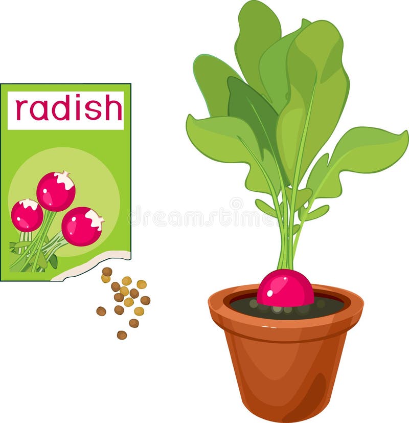 A pink flower with roots in pot Royalty Free Vector Image