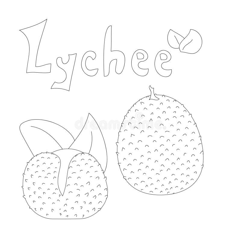 Download Lychee Fresh Lychees Stock Illustrations - 150 Lychee Fresh Lychees Stock Illustrations, Vectors ...
